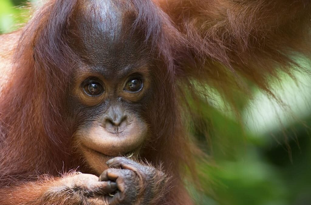 Wild Borneo Discovery