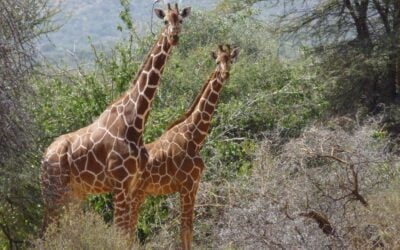 Heard About the Big Five? What About the Noisy Five?